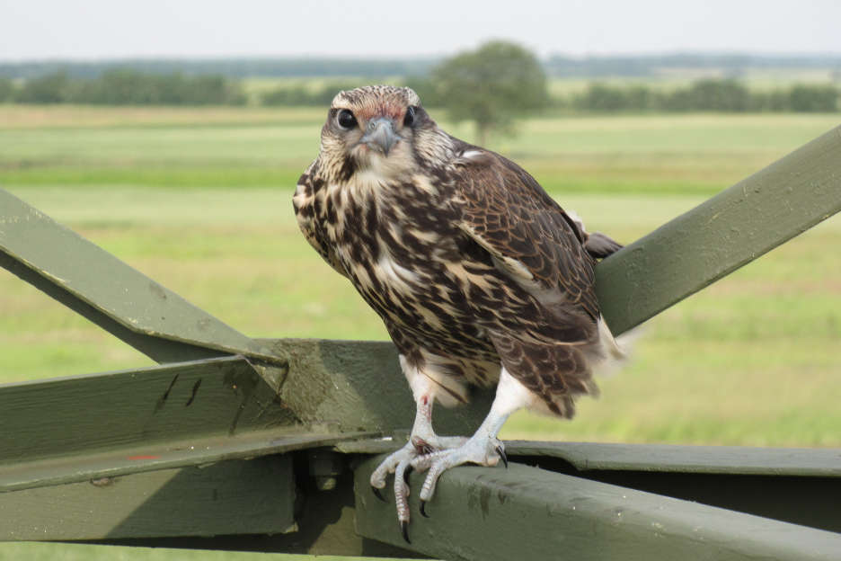 Sakerfalke_ Jungvogel auf Strommasten_©R_Zink.jpg